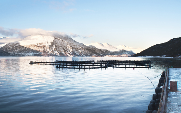 lake scenery fish farm