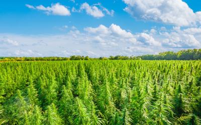Cannabis field
