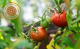 Picture of tomatoes on plant, plus overlay of the JITs funding logo