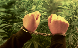 Hands in handcuffs in front of cannabis plants