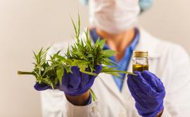 Lab worker holding cannabis plant and small jar with cannabis oil