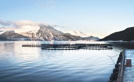 lake scenery fish farm