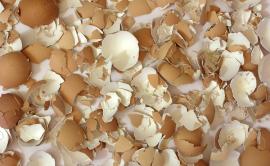 Smashed egg shells